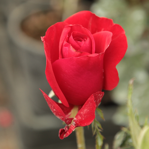Rosa Corrida - rdeča - Vrtnica čajevka
